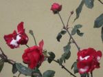 Le rose e la neve  