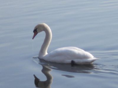 L'amore  