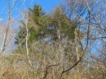 Alberi