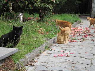La casa dei gatti