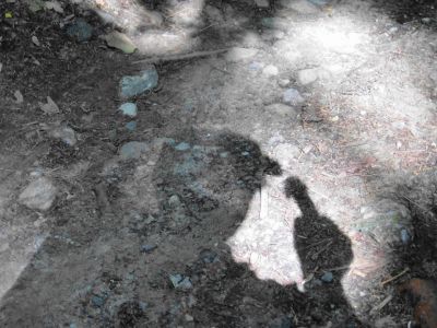 Ombra in cammino