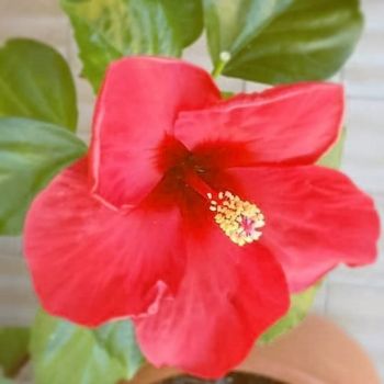 Come fiore