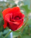 Per Amore