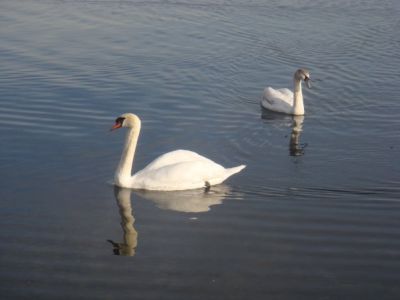 Chiedeva