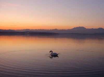 Il cigno
