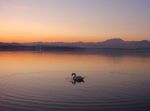 Il cigno