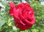Non più rose