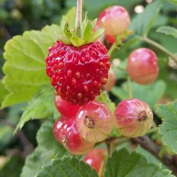 Amor di frutti