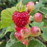 Amor di frutti