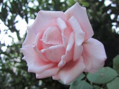 Cos� rosa