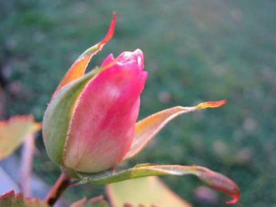 Al tramonto la rosa