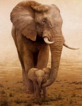 'A mamma