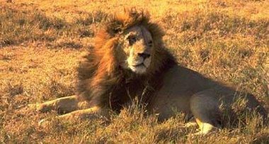 Il leone e la pulce