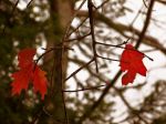 Autunno  