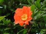 Il tuo fiore  