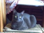 Il gatto