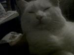 La Gattara