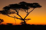 Il mio sogno d'Africa