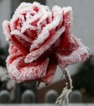 Una fredda passione