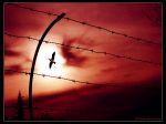 Societ�