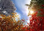 Magia d’Autunno!