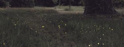Le lucciole