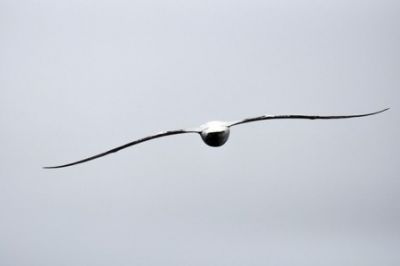 Voli