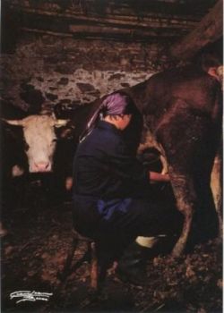 Concetta sognava