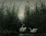 La Morte d'un Cigno