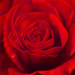 Mi trov� passione