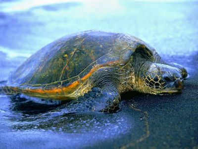 Il maestro Oogway  