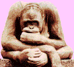 Il pi� stupido  