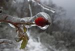 Una rosa d'inverno