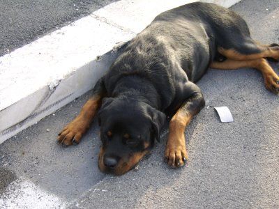 Dolce amico cane