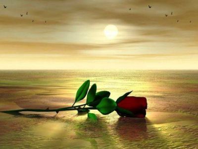 Coltivami come una rosa