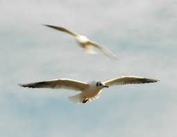 E' tempo di volare