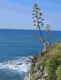 L'Agave