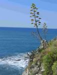 L'Agave