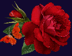La rosa e la farfalla