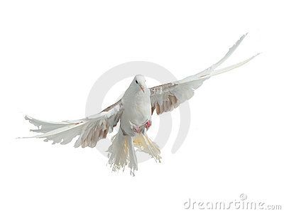 La gioia del libero volo