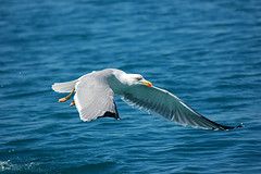 Volo d�amore