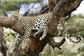 Dorme il cuore