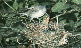 La delusione