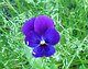 Viole di marzo