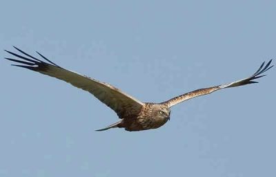 Falco reale