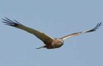 Falco reale
