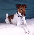 El cagneto (dialetto veronese "il cagnolino")