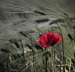 Ti amo e c'e' posto per i campi di viole