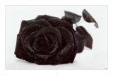 Sogni di rose