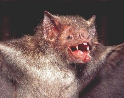 Vampiro